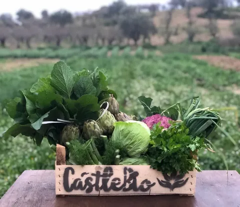 Cassetta Castelbio di verdure miste con carciofi, cavoli, finocchi ed erbe aromatiche, nell'orto biologico di Noto con gli ulivi sullo sfondo