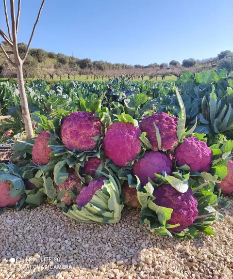 Cavolfiori viola appena raccolti dall'orto Castelbio, con il campo di cavoli e gli ulivi della campagna di Noto sullo sfondo