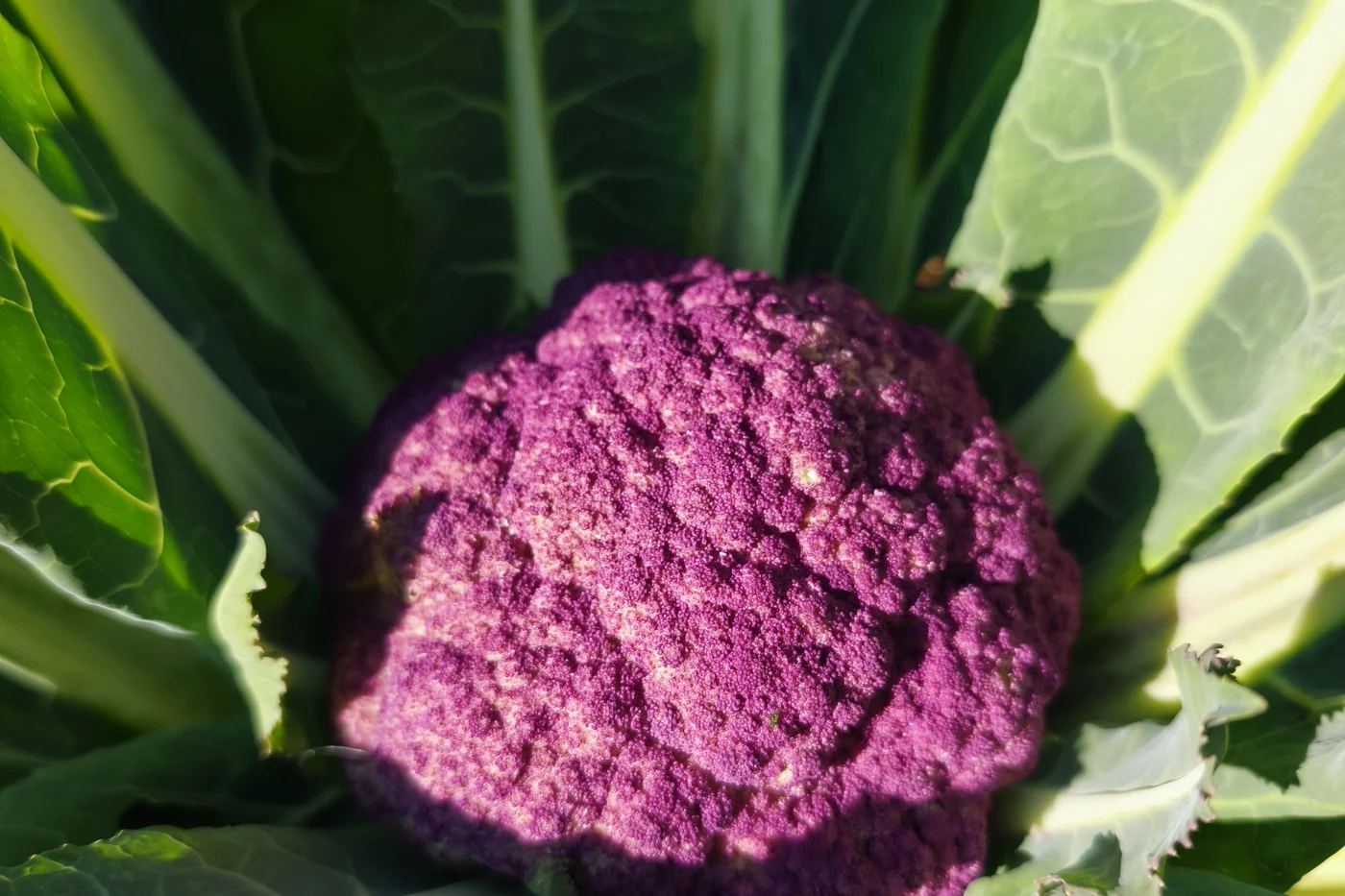 Seasonal organic produce